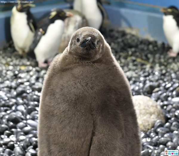 オウサマペンギン赤ちゃん