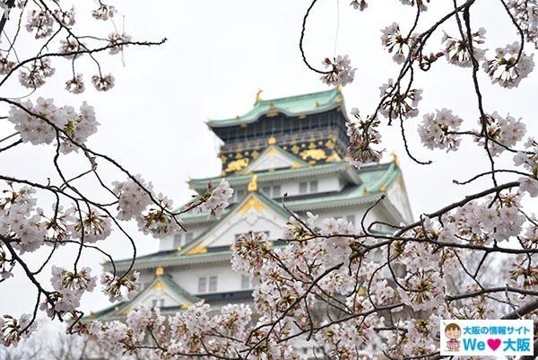 大阪城 桜