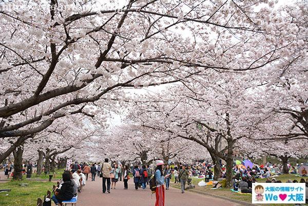 万博記念公園 桜