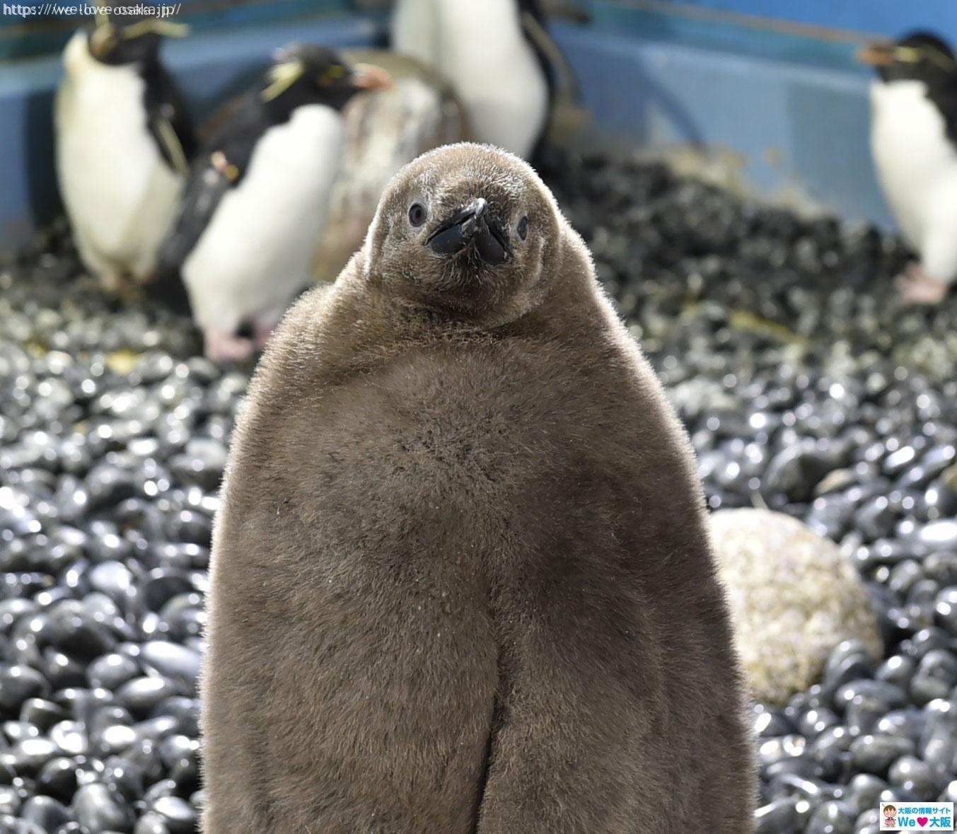 海遊館 オウサマペンギンの赤ちゃん 南極大陸水槽にデビューします Welove大阪 大阪のグルメ イベント 観光 お土産情報サイト