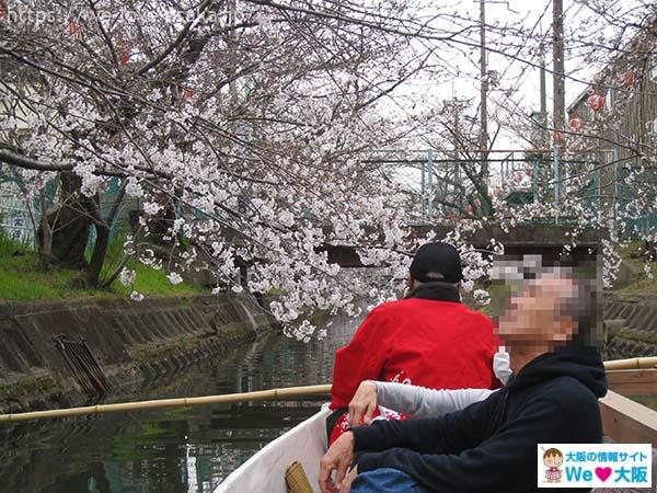 京阪沿線　桜