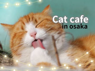 大阪 猫カフェ 特集