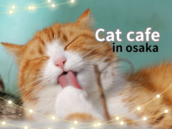 大阪】おすすめの猫カフェ6選 、お一人様でもくつろげる猫カフェや保護